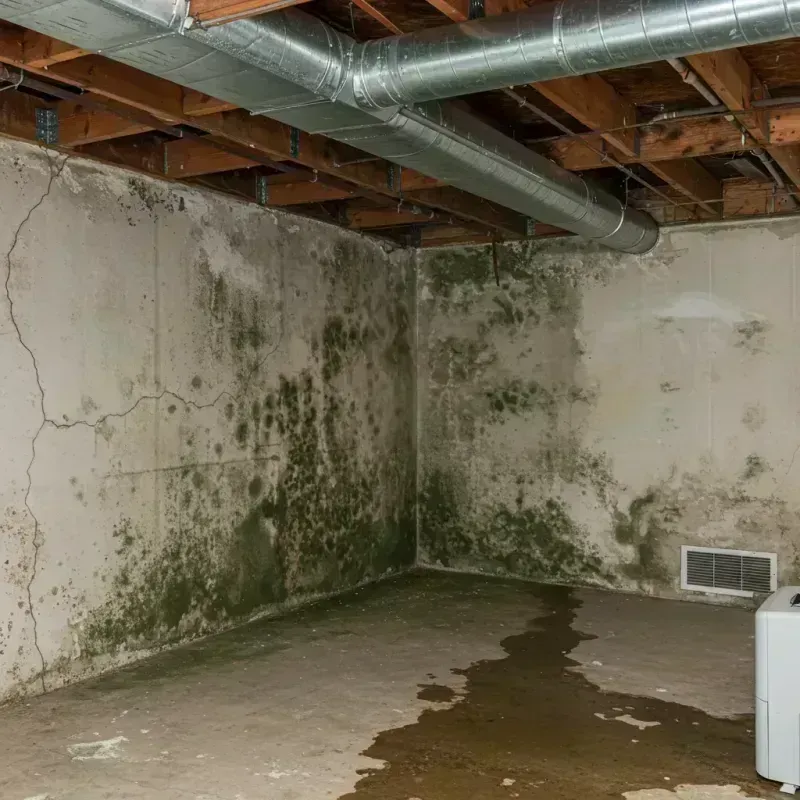 Professional Mold Removal in Timber Lake, SD